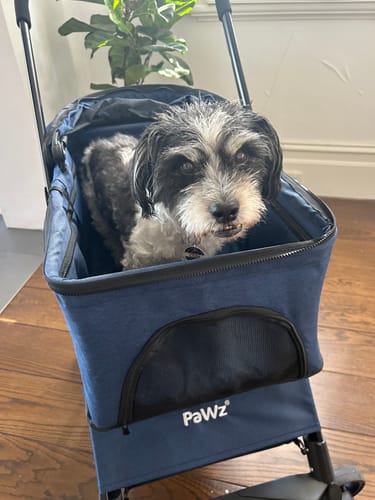 Customer photo review of PaWz Large Dog Stroller Cruiser