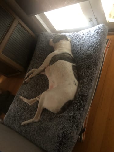 Customer photo review of PaWz Premium SuperMat Calming Bed