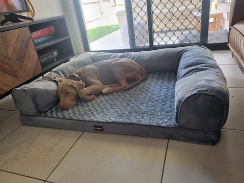 Customer photo review of PaWz Premium Pet Sofa Bed