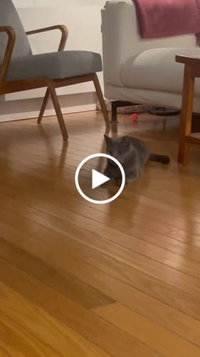 Customer video review of Interactive Bird Simulation Cat Toy Set