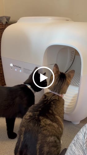 Customer video review of Self-Cleaning Litter Box