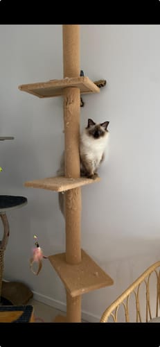 Customer photo review of PaWz Floor to Ceiling Cat Tree Tower