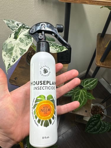 Customer photo review of Houseplant Insecticide w/ Neem
