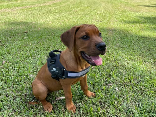 Customer photo review of No Pull Dog Harness Australia