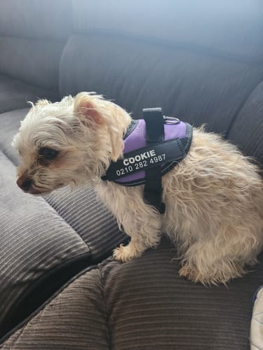 Customer photo review of No Pull Dog Harness Australia