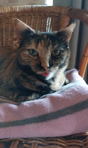 Avis photo d'un client sur Croquettes Chat Stérilisé Sans Céréales - Saumon