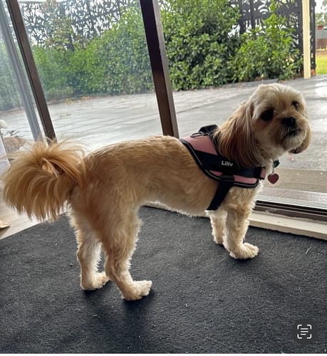Customer photo review of No Pull Dog Harness Australia