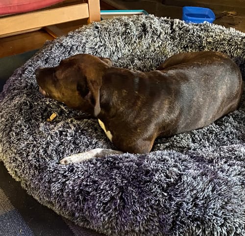 Customer photo review of PaWz Removable Cover Calming Pet Bed