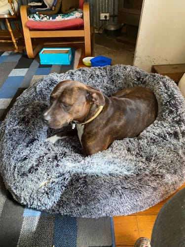 Customer photo review of PaWz Removable Cover Calming Pet Bed