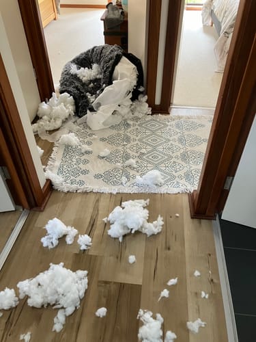 Customer photo review of PaWz Removable Cover Calming Pet Bed