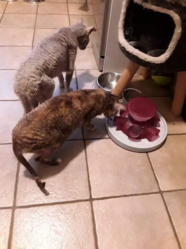 Customer photo review of N&D Ocean Herring & Orange Dry Cat Food