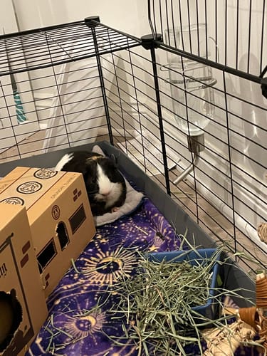 Customer photo review of Original GuineaDad Pee Pads (Pack of 3 or 5)