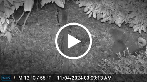 Customer video review of Wildlife Camera met 48 MP / 1296 P en H.264 opname / Helder 30 meter zicht / Geen gloed / Infrarood / Nachtzicht / Snelle 0,1s trigger / 120 graden detectiehoek / IP66