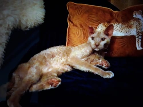 Customer photo review of N&D Quinoa Skin & Coat Herring Dry Cat Food