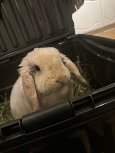 Customer photo review of Timothy Hay Box 'Coarse Cut'