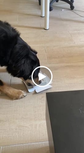 Customer video review of Torta Per Cani Tanti Auguri Con Cagnolini