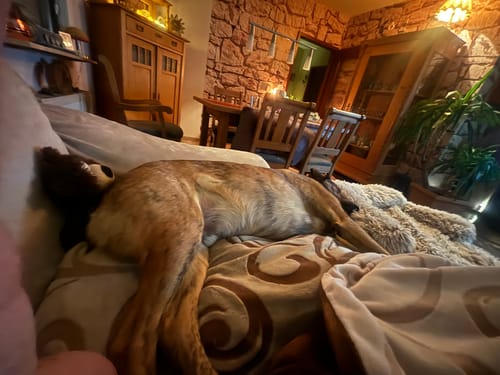 Customer photo review of No.1 CALM – NATÜRLICHES BERUHIGUNGSMITTEL HUNDE