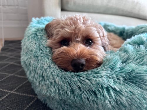 Customer photo review of PaWz Removable Cover Calming Pet Bed