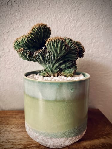 Customer photo review of Blue Candle Crest Cactus | Myrtillocactus Geometrizans Cristata