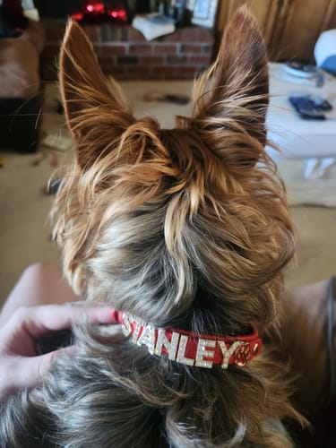 Customer photo review of CUSTOM DOG COLLARS WITH STUDDED JEWELRY