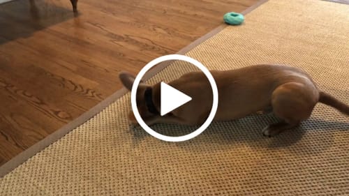 Customer video review of PUMPKIN CHEW