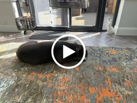 Customer video review of Canagan Free Run Chicken Grain Free Dog Food