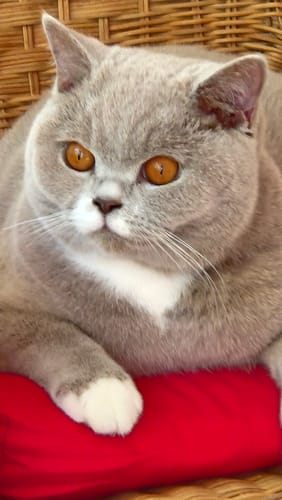 Avis photo d'un client sur Pâtée Chat Stérilisé Sans Céréales - Poulet
