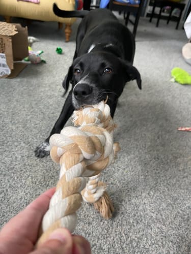 Customer photo review of Fida Dog Rope Toys
