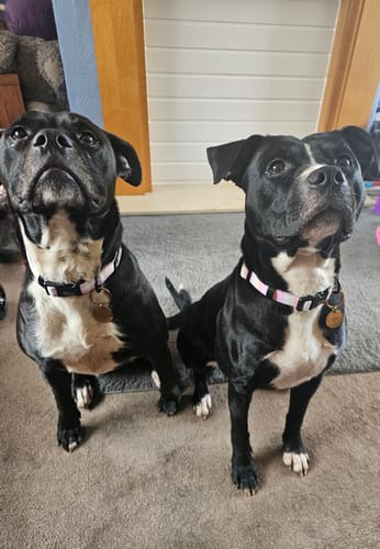 Customer photo review of Collar Lucky Dip