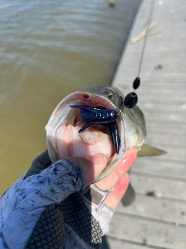 Customer photo review of 200% Sensitive Tungsten Flipping Weights | 4 Colors 10 Piece Bulk Pack