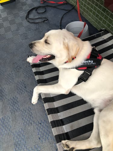 Customer photo review of No Pull Dog Harness Australia