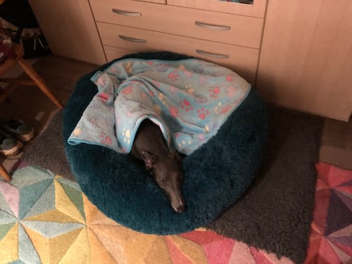 Customer photo review of Super Plush Donut Bed