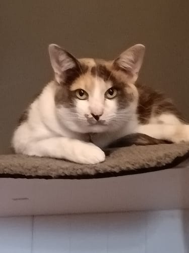 Customer photo review of Applaws Chicken Breast with Beef in Jelly Cat Pouches 70g