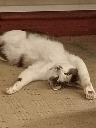 Customer photo review of Applaws Tuna Fillet in Jelly Cat Pouches 70g