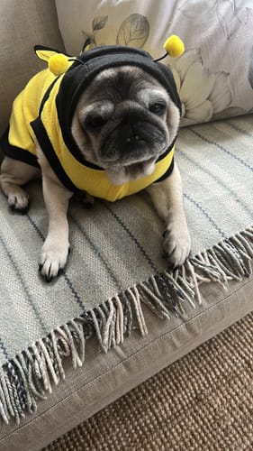 Customer photo review of Bumble Bee Dog Hoodie Fleece Costume Coat