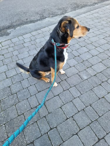 Customer photo review of FIDA Durable Slip Lead
