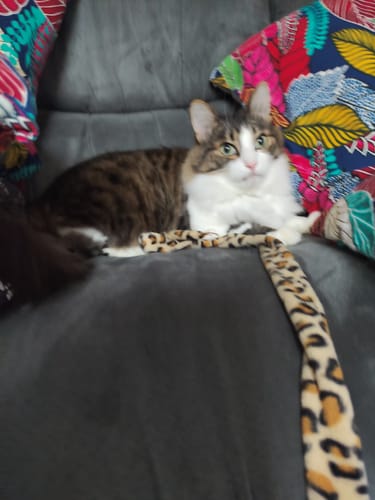 Avis photo d'un client sur Pâtée Chat Senior Sans Céréales - Boeuf