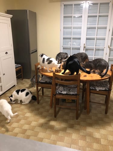 Avis photo d'un client sur Pâtée Chat Stérilisé Sans Céréales - Poulet