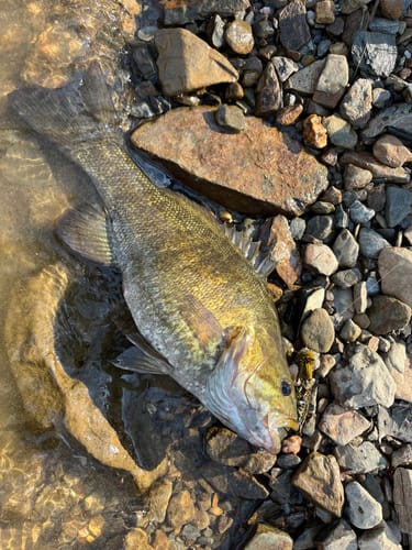 Customer photo review of Montana Fly Company Galloup's Dungeon - Olive (3-Pack)