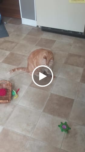 Customer video review of Interactive Bird Simulation Cat Toy Set | Leo's Paw