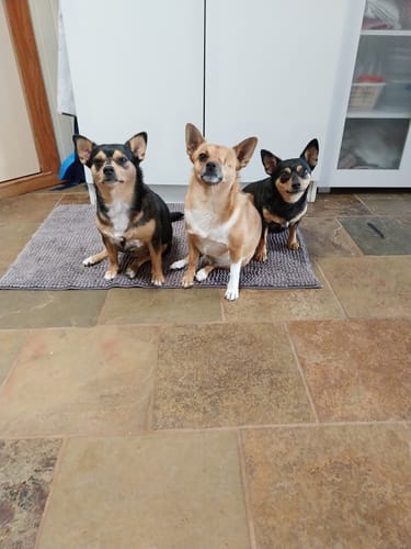 Customer photo review of Kangaroo Tendons - Natural Dental Chews!