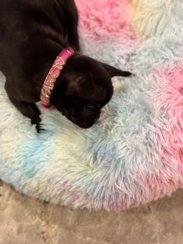 Customer photo review of CUSTOM DOG COLLARS WITH STUDDED JEWELRY