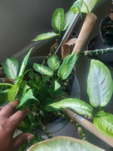 Customer photo review of 28-Day Herbal Detox