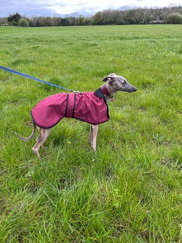 Customer photo review of Regna - Lightweight Summer Sighthound Coat with Harness Hole Zip