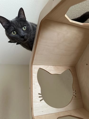 Customer photo review of Wall Mount Cat Shelves Black