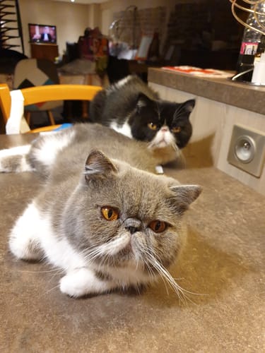 Avis photo d'un client sur Pâtée Chat Stérilisé Sans Céréales - Poulet