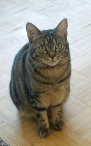 Avis photo d'un client sur Croquettes Chat Stérilisé Sans Céréales - Poulet