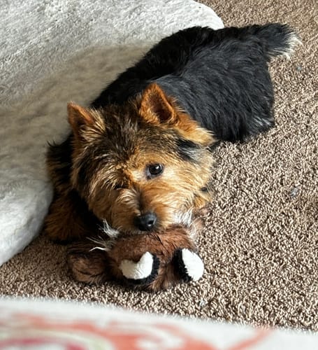 Customer photo review of Wibbleez - Stretch & Squeak