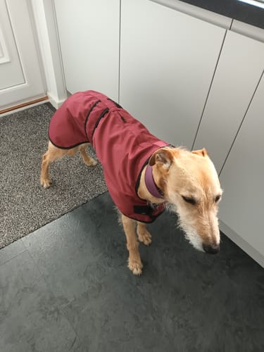 Customer photo review of Regna - Lightweight Summer Sighthound Coat with Harness Hole Zip
