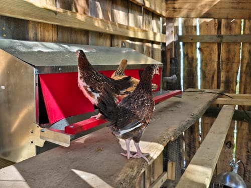 Customer photo review of Large (54") - Reversible Rollout Nest Box (Up to 52 Hens) - Ready to Ship!